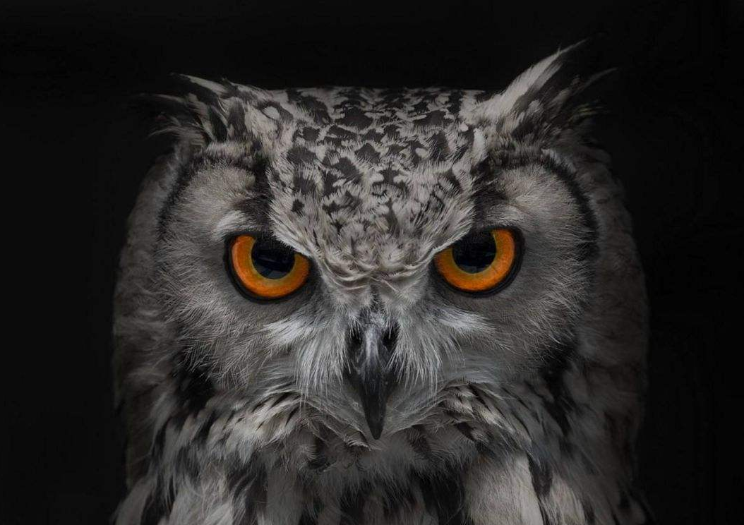 寶寶睡前小動物故事 小嬌嬌 寶寶睡前小動物故事 小嬌嬌