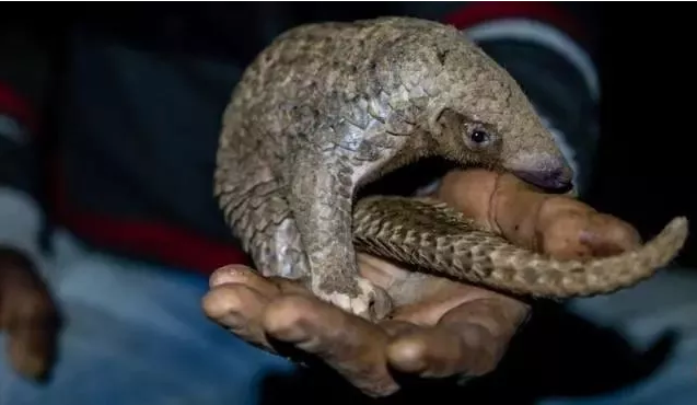 穿山甲通乳是真的嗎 造成需要通乳的原因有哪些