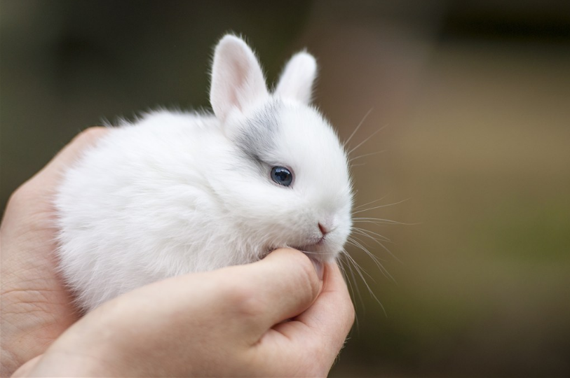 寶寶睡前故事 ? 想穿花衣的小白兔