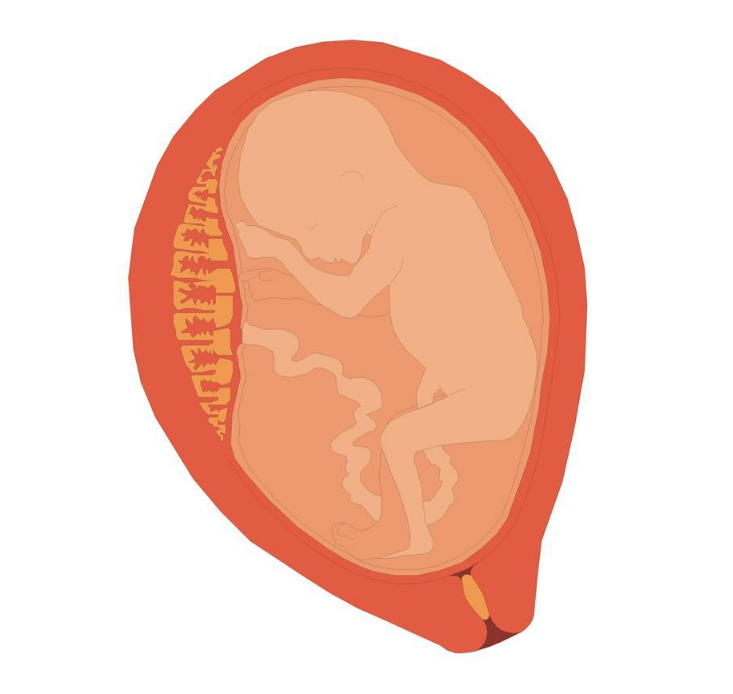 懷孕8周胃口變好不惡心正常嗎 懷孕幾個月會胃口變好