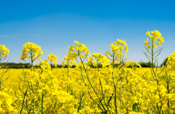 寶寶可以吃菜籽油嗎 吃菜籽油注意事項 寶寶可以吃菜籽油嗎 吃菜籽油注意事項