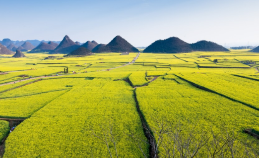 寶寶可以吃菜籽油嗎 吃菜籽油注意事項 寶寶可以吃菜籽油嗎 吃菜籽油注意事項