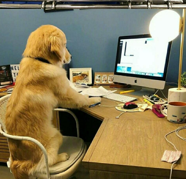 過年要加班發什么說說朋友圈 2019年春節加班豬心情 過年要加班發什么說說朋友圈 2019年春節加班豬心情