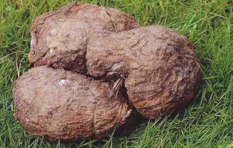 寶寶春天濕氣重吃什么好 寶寶祛濕食物推薦 寶寶春天濕氣重吃什么好 寶寶祛濕食物推薦