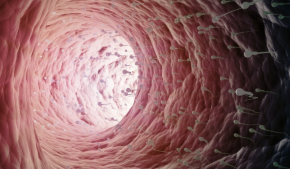 飲食對男性精子質量影響大嗎 不健康飲食對精子質量的影響