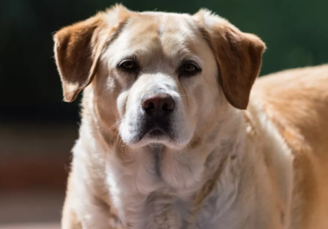 男童被狗舔后死亡是怎么回事 預防狂犬病的正確方法 男童被狗舔后死亡是怎么回事 預防狂犬病的正確方法