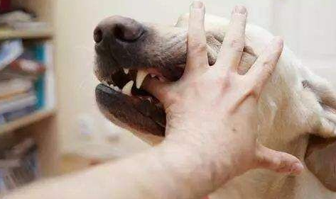 男童被狗舔后死亡是怎么回事 預防狂犬病的正確方法 男童被狗舔后死亡是怎么回事 預防狂犬病的正確方法