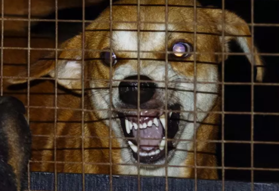 男童被狗舔后死亡是怎么回事 預防狂犬病的正確方法 男童被狗舔后死亡是怎么回事 預防狂犬病的正確方法