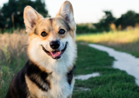 被狗咬傷一定要做24小時之內注射疫苗 被狗咬傷怎么辦 被狗咬傷一定要做24小時之內注射疫苗 被狗咬傷怎么辦