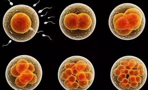 2019年2月13日受孕生男生女 農(nóng)歷正月初九懷孕生男孩還是女孩