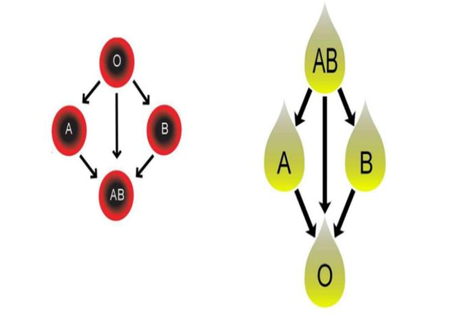 o血型女性生育風(fēng)險(xiǎn)大嗎 哪些血型第1次懷孕很重要 o血型女性生育風(fēng)險(xiǎn)大嗎 哪些血型第1次懷孕很重要