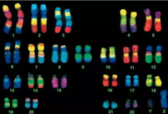 2019年2月23日受孕生男生女 農(nóng)歷正月十九懷孕生男孩還是女孩