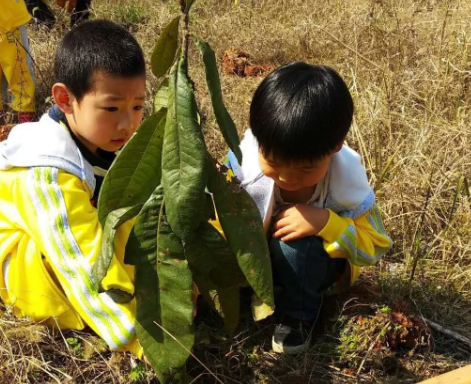 2019幼兒園植樹節通訊報道 植樹節幼兒園新聞報道內容 2019幼兒園植樹節通訊報道 植樹節幼兒園新聞報道內容