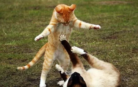 孕婦夢見和老公打架生男生女 夢見和老公打架什么意思