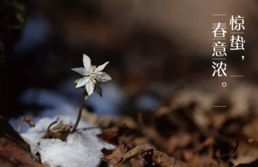 2019驚蟄節(jié)氣祝福語 驚蟄朋友圈說說句子 2019驚蟄節(jié)氣祝福語 驚蟄朋友圈說說句子
