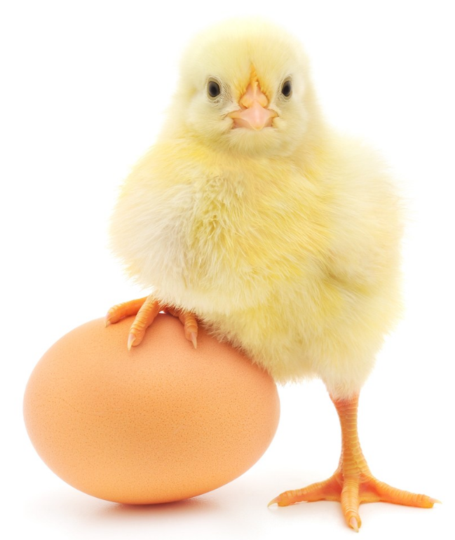 春分立蛋600字作文 春分立蛋的作文怎么寫2019