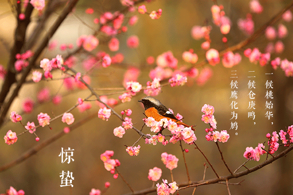 關于驚蟄的諺語和圖畫 今日驚蟄配什么圖好