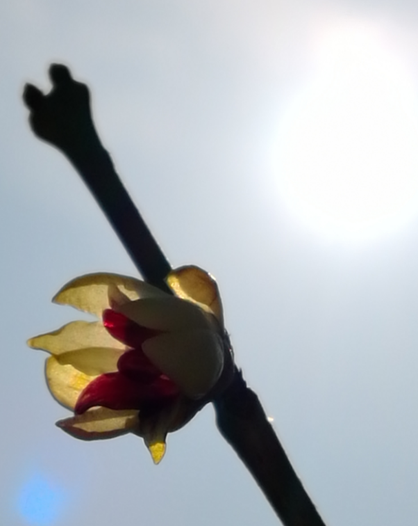 關于驚蟄的諺語和圖畫 今日驚蟄配什么圖好