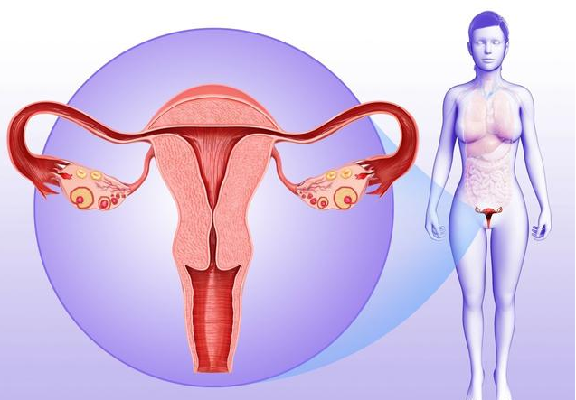 卵巢早衰還能生育嗎 卵巢早衰怎么調理