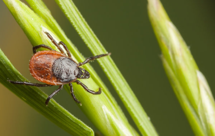 驚蟄和打雷有什么關系 驚蟄打雷好還是不打雷好