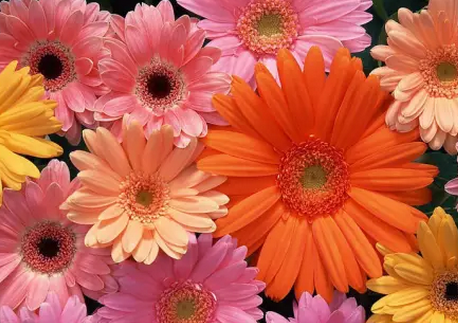 婦女節送什么花好 婦女節該如何送花