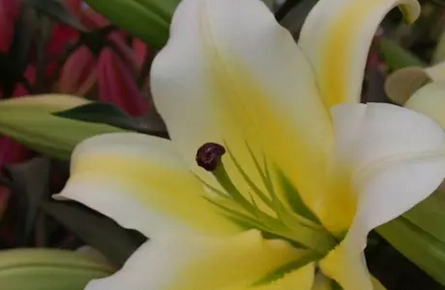 婦女節送什么花好 婦女節該如何送花