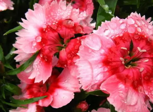 婦女節送什么花好 婦女節該如何送花