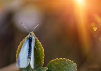 驚蟄節氣如何養生 驚蟄養生吃什么好2019