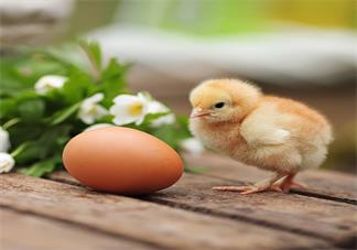 春分立蛋600字作文 春分立蛋的作文怎么寫2019