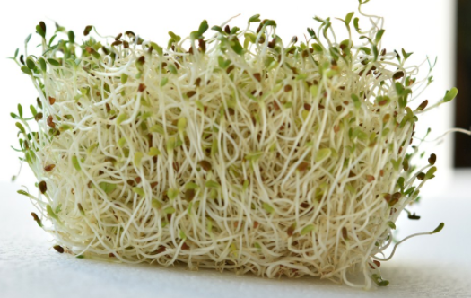 春季孩子吃什么蔬菜好 春季長高食譜及制作方法