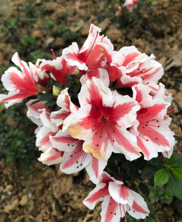 今日驚蟄的心情說(shuō)說(shuō)圖片 今日驚蟄的早安心語(yǔ)2019 今日驚蟄的心情說(shuō)說(shuō)圖片 今日驚蟄的早安心語(yǔ)2019