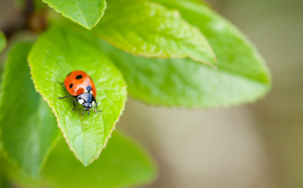 驚蟄為什么要吃梨 關于驚蟄的習俗有哪些 驚蟄為什么要吃梨 關于驚蟄的習俗有哪些