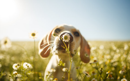 天氣好了心情好的說說 關于天氣好心情好說說配圖 天氣好了心情好的說說 關于天氣好心情好說說配圖