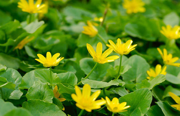 2019春天備孕好不好 春天和秋天備孕哪個(gè)好 2019春天備孕好不好 春天和秋天備孕哪個(gè)好