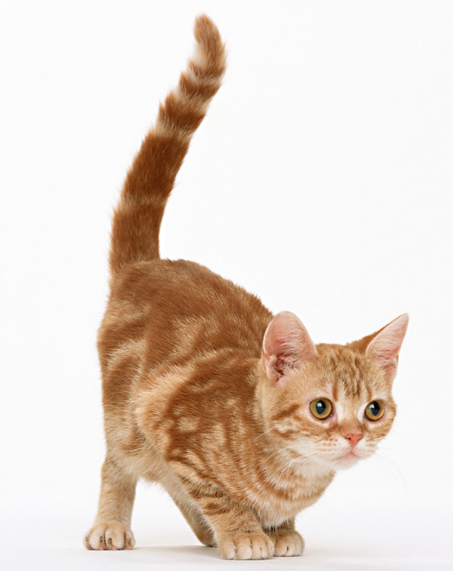 如何給小朋友解釋人為什么沒有尾巴 孩子問人的尾巴去哪了怎么解釋