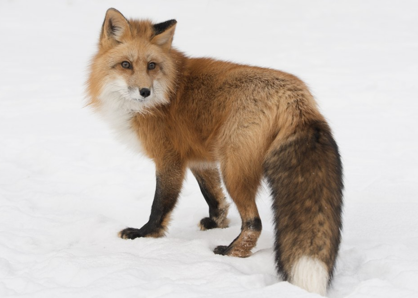 如何給小朋友解釋人為什么沒有尾巴 孩子問人的尾巴去哪了怎么解釋