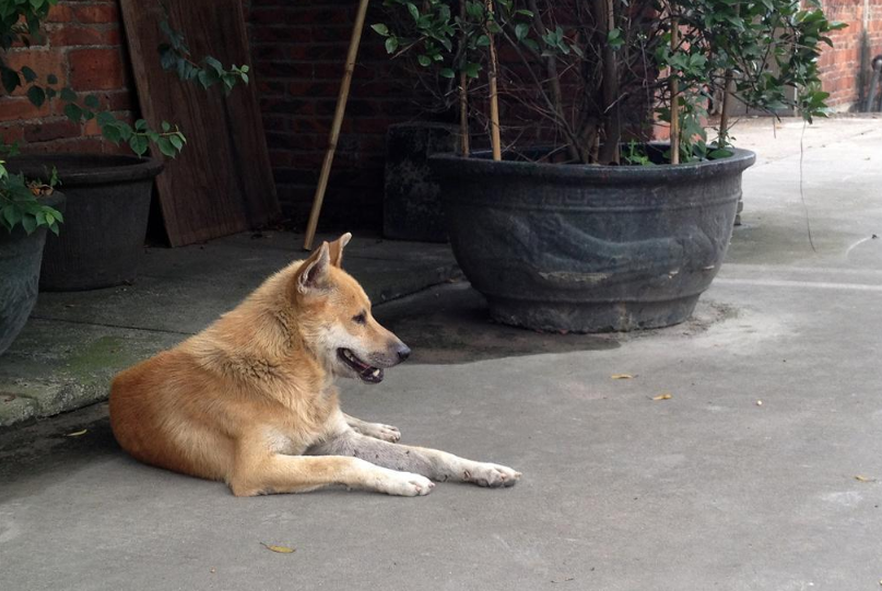 益智寶寶睡前故事 誰(shuí)偷了雞寶寶