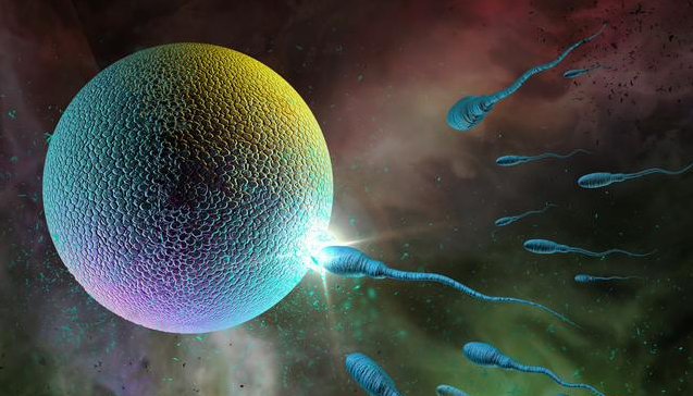 雙側卵巢可見優勢卵泡是什么意思 卵泡長多大女性才能懷孕