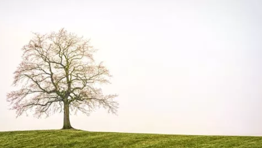 幼兒園植樹節主持詞 幼兒園植樹節活動開場白