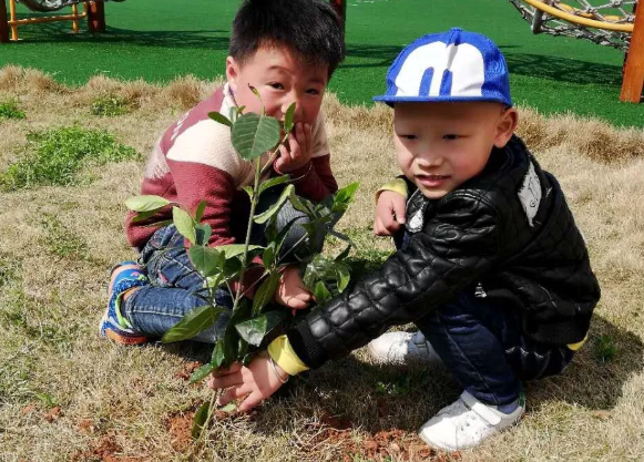 2019幼兒園植樹節報道 幼兒園312植樹活動報道 2019幼兒園植樹節報道 幼兒園312植樹活動報道