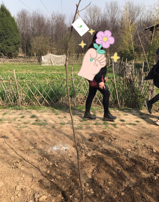 植樹節通知內容怎么寫 2019植樹節活動通知