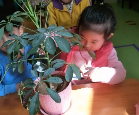 幼兒園植樹節(jié)活動報道 312幼兒園植樹節(jié)活動內(nèi)容