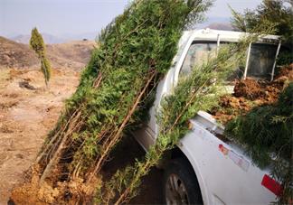植樹節(jié)通知內(nèi)容怎么寫 2019植樹節(jié)活動通知