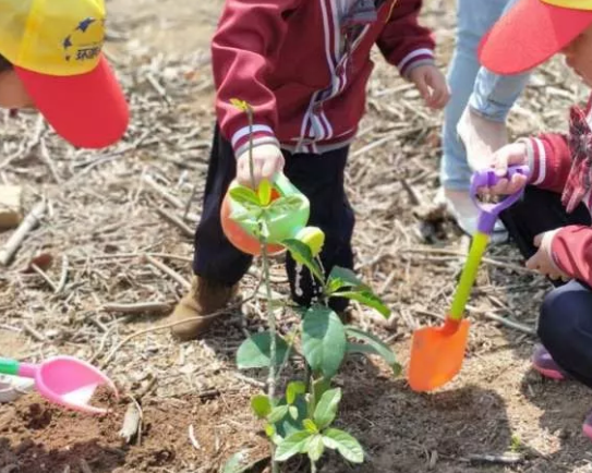 幼兒園大班植樹節報道 2019幼兒園植樹節活動報道
