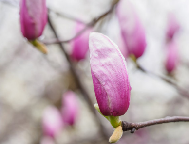 今日春分早安心情說說 2019春分來了的心情短語