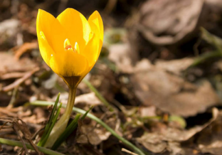 春季懷孕容易早產是真的嗎 春季怎么備孕