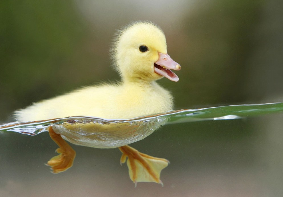 學齡前寶寶睡前故事 幫媽媽找朋友