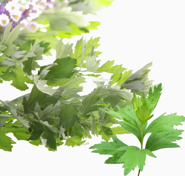 女性睡前用艾葉泡腳有哪些好處 泡腳水量多少合適 女性睡前用艾葉泡腳有哪些好處 泡腳水量多少合適