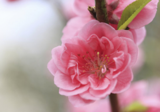 小學(xué)生描寫桃花的作文怎么寫 春天桃花開了的作文六篇