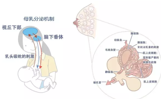 產(chǎn)后喝母雞湯催乳嗎 產(chǎn)后催乳的正確時間 產(chǎn)后喝母雞湯催乳嗎 產(chǎn)后催乳的正確時間